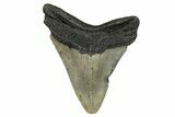Serrated, Fossil Megalodon Tooth - North Carolina #274005-1